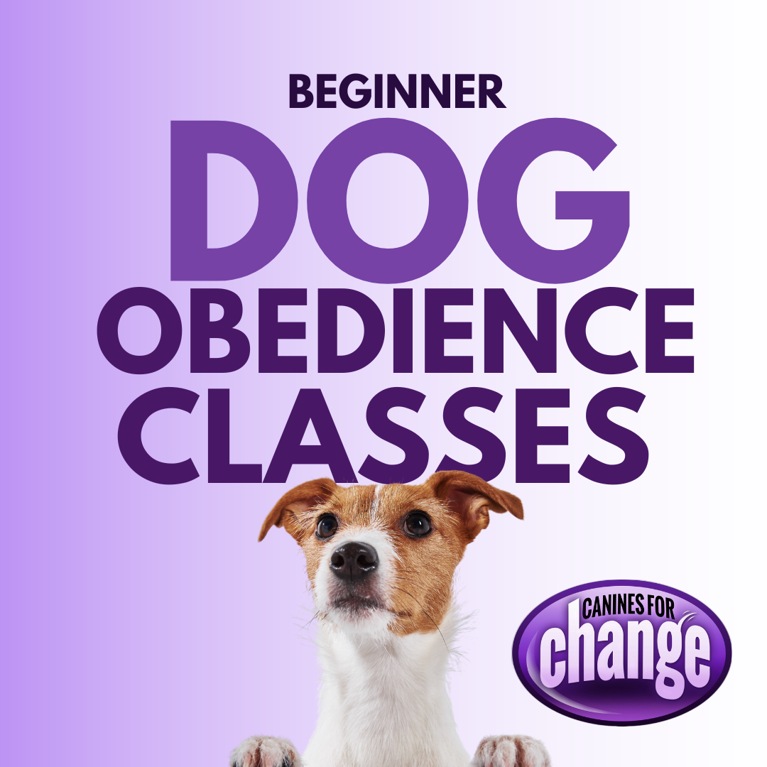 Beginner Obedience Classes // 10.28.24 - logo